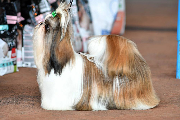 valencia_12month_old